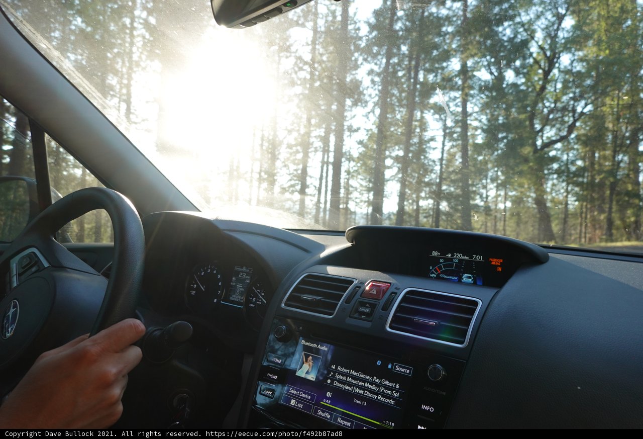 Cruising Through the Sun-Drenched Forest