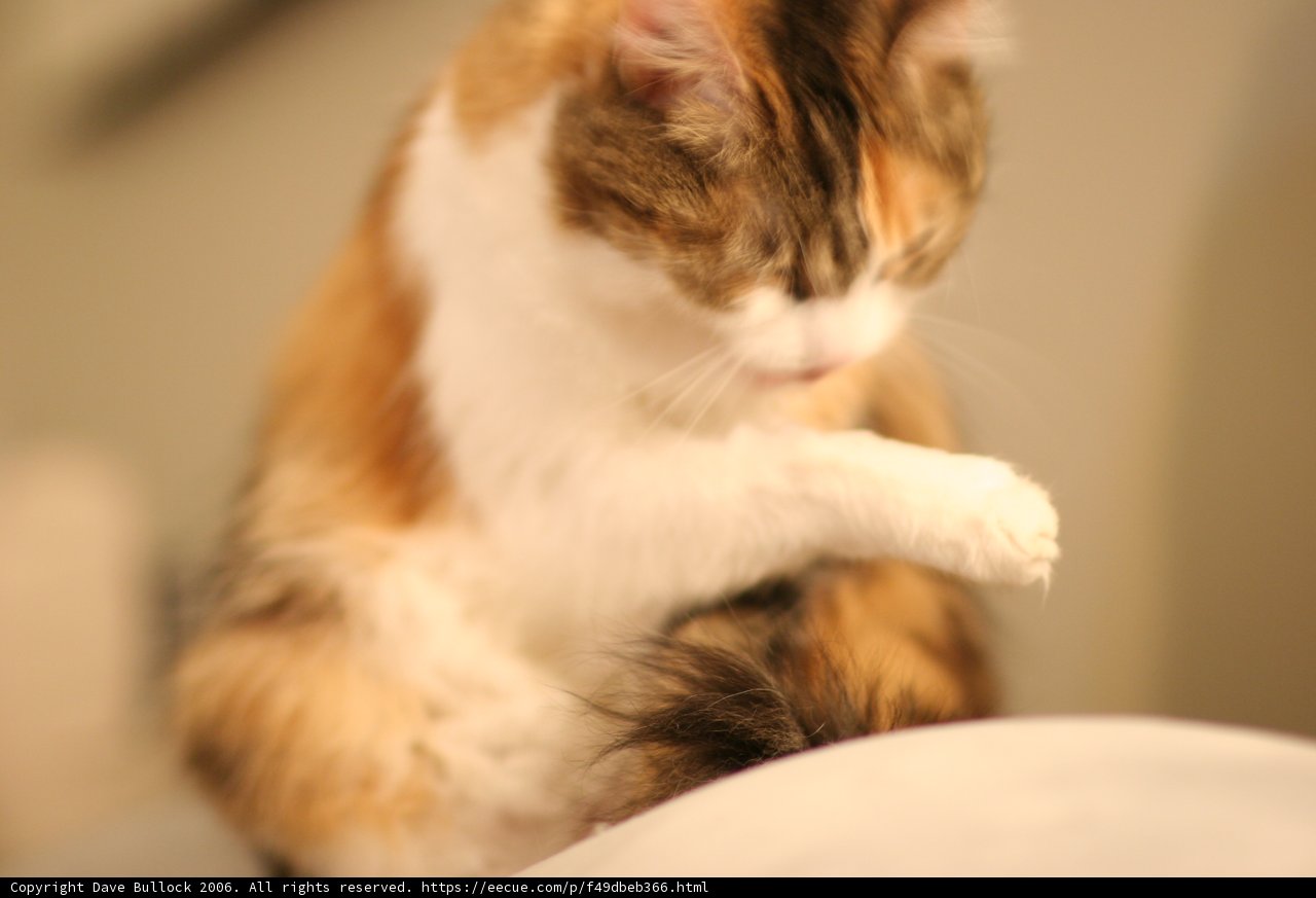 Feline Comfort