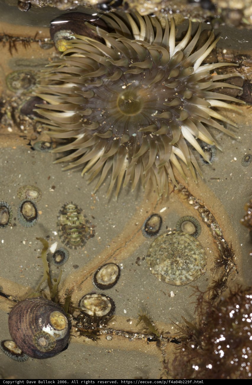 Sea Anemone Flower Bedecked with Shells