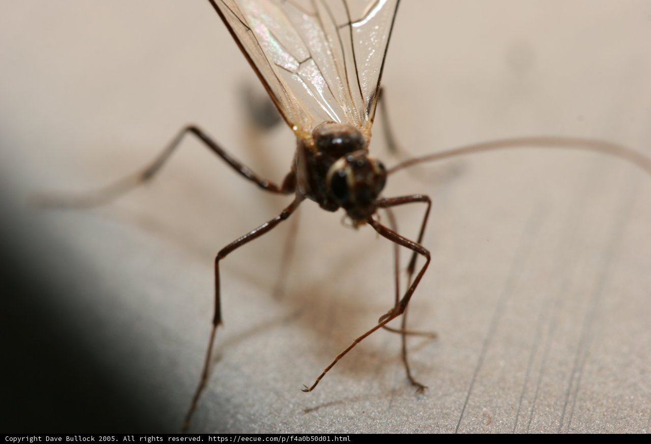 Magnified Mosquito