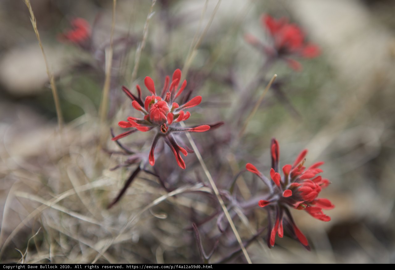 Majestic Red Geranium