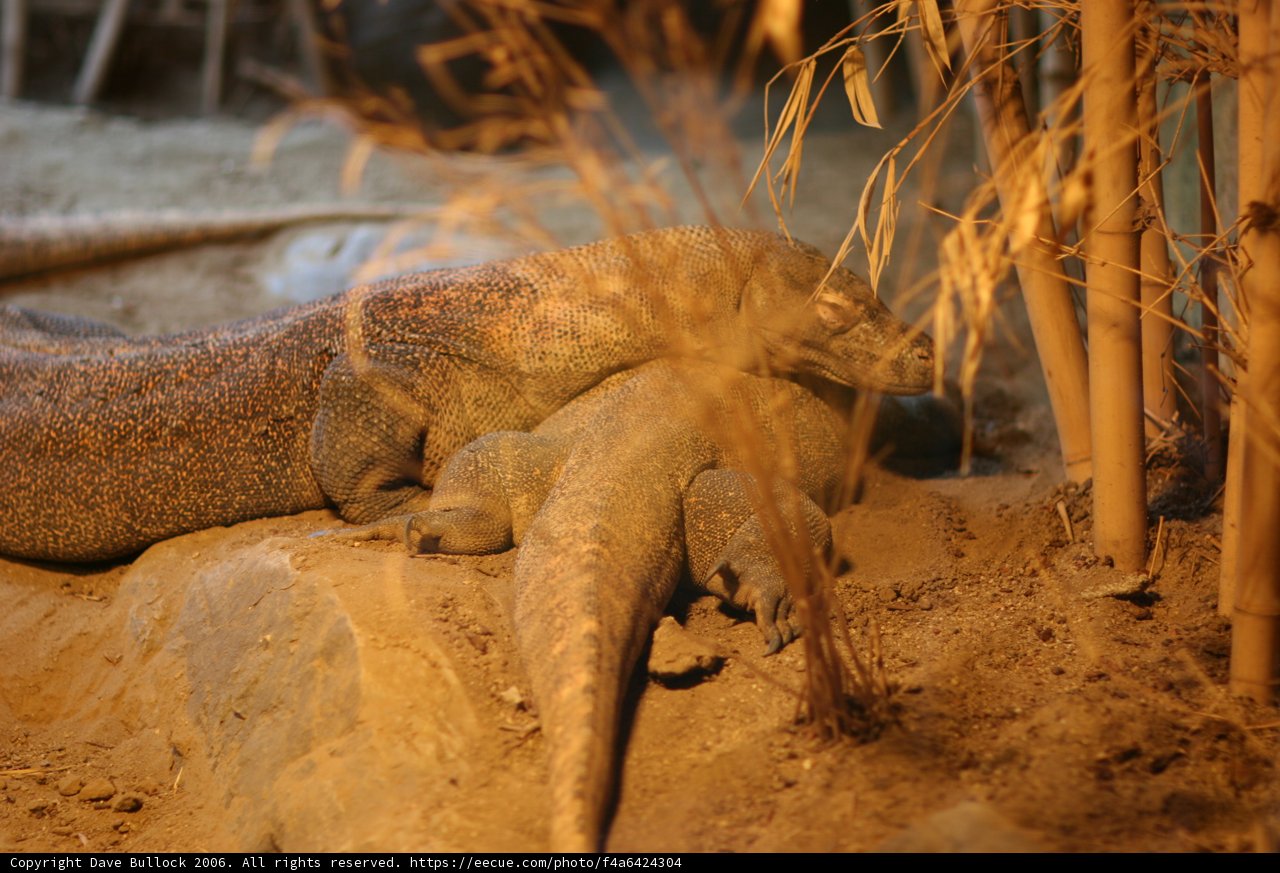 Reptilian Cuddle Buddies
