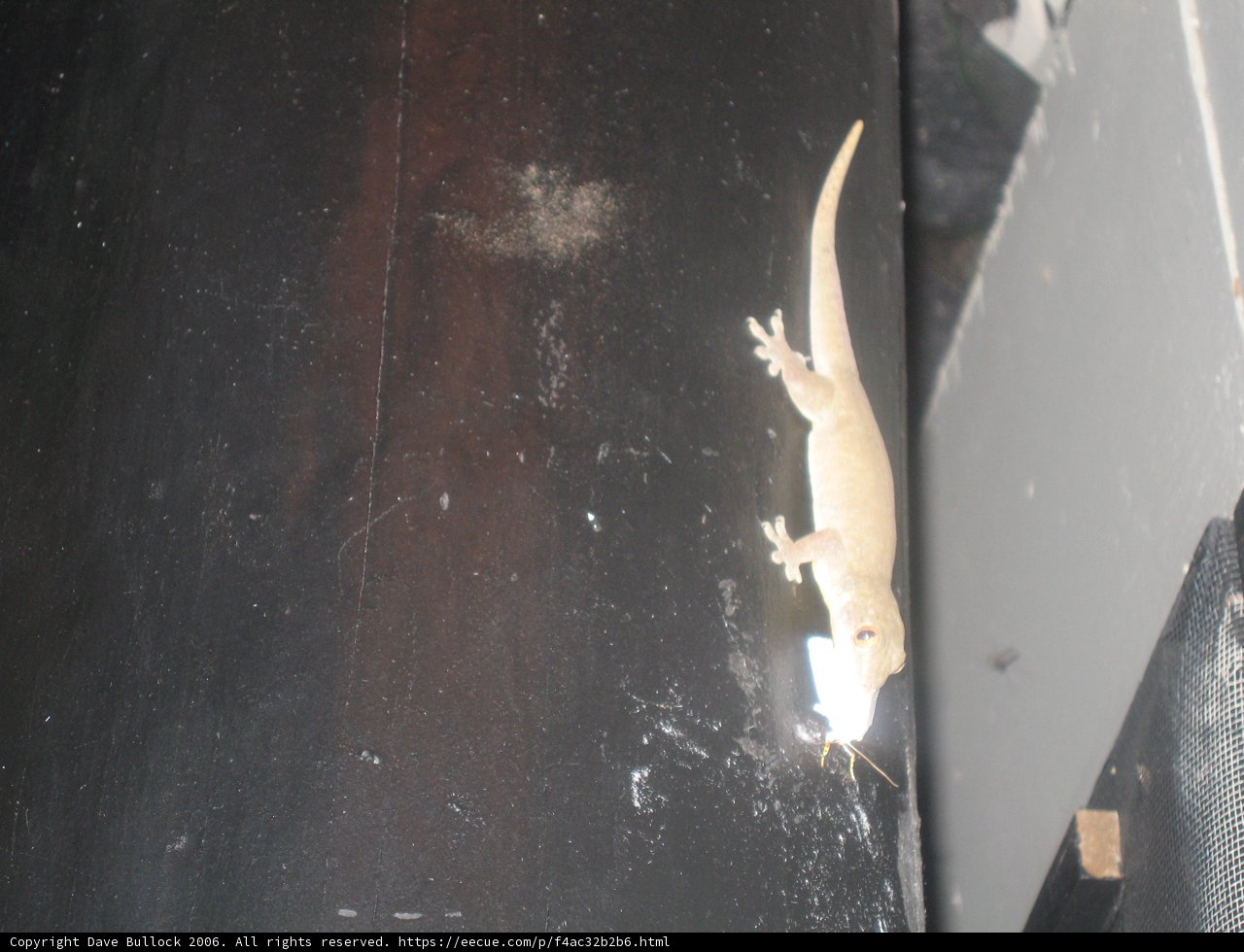 Gecko on a Pole
