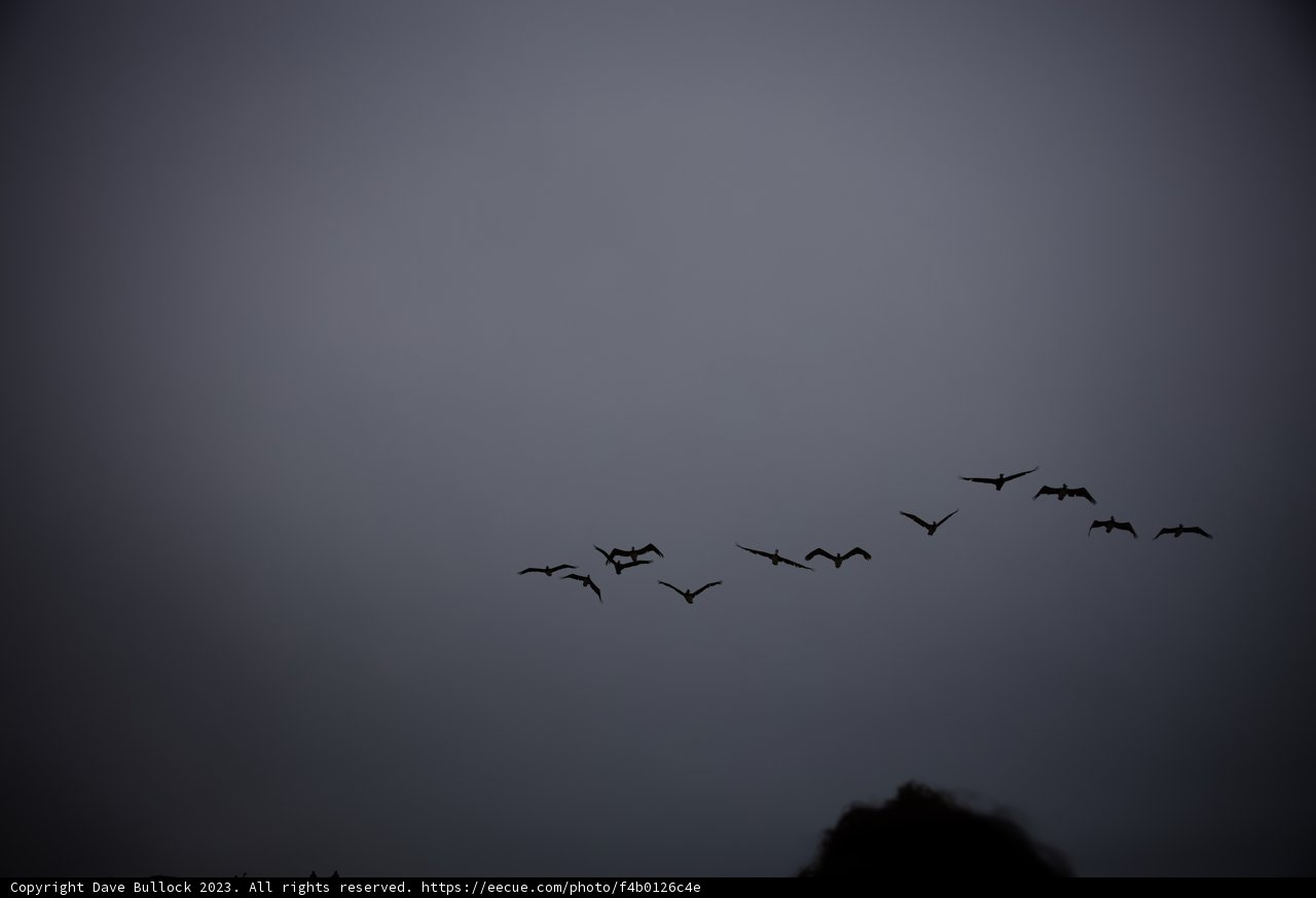 A Moment with the Flock