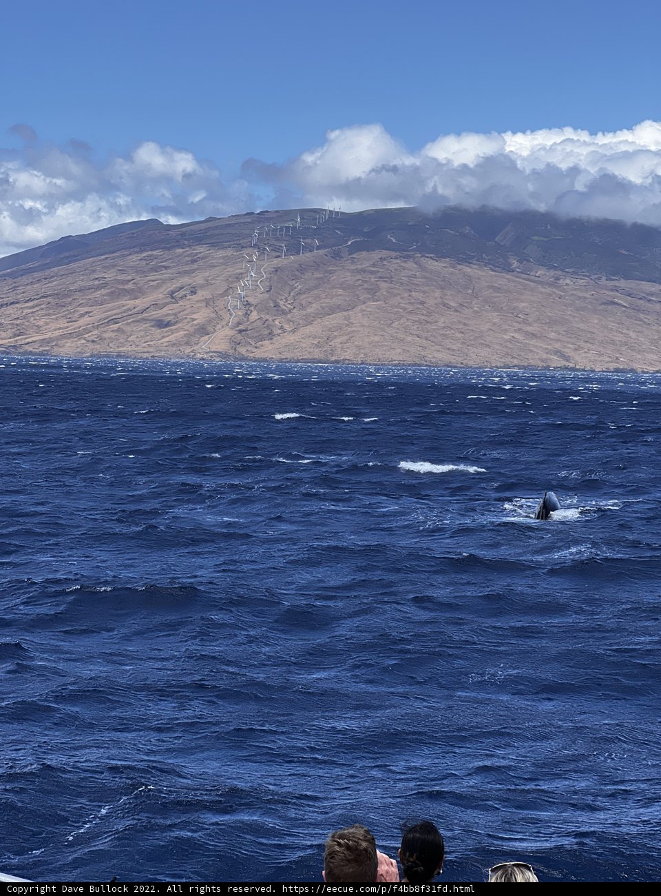 Whale Watching in the Breathtaking Hawaiian Coastline