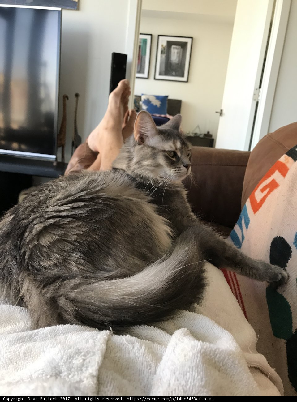 Feline Companionship