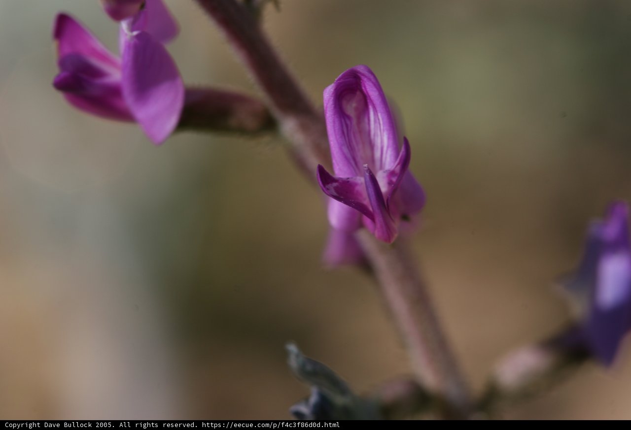 Purple Geranium in Bloom