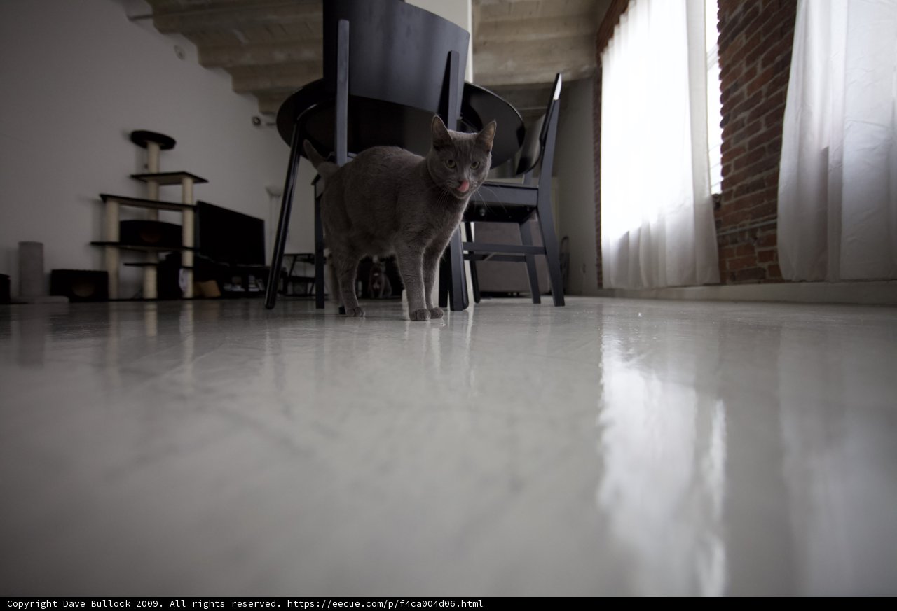 Feline Explorer