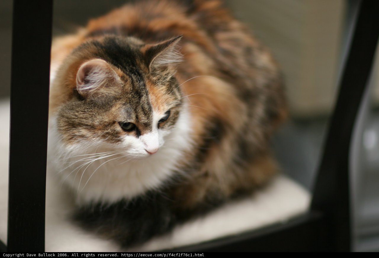 Feline Relaxation