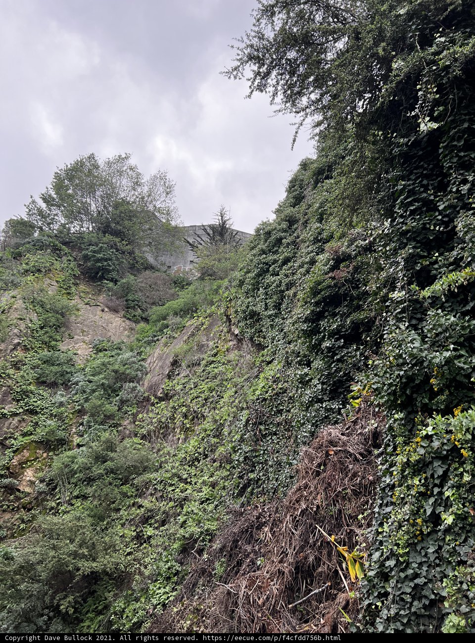 Majestic Tree atop Cloudy Hillside