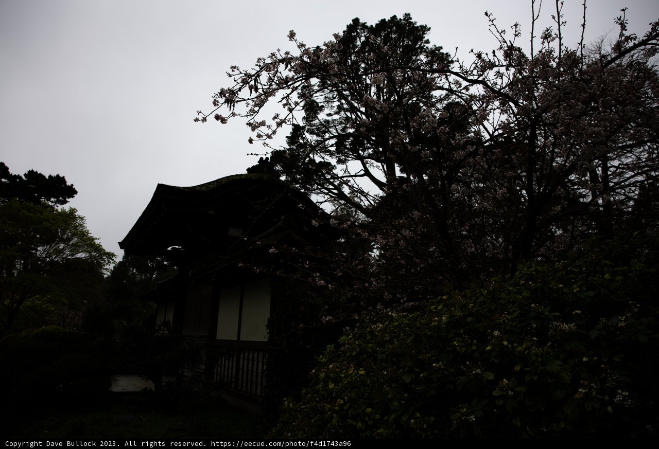 Serenity Among Cherry Blossoms