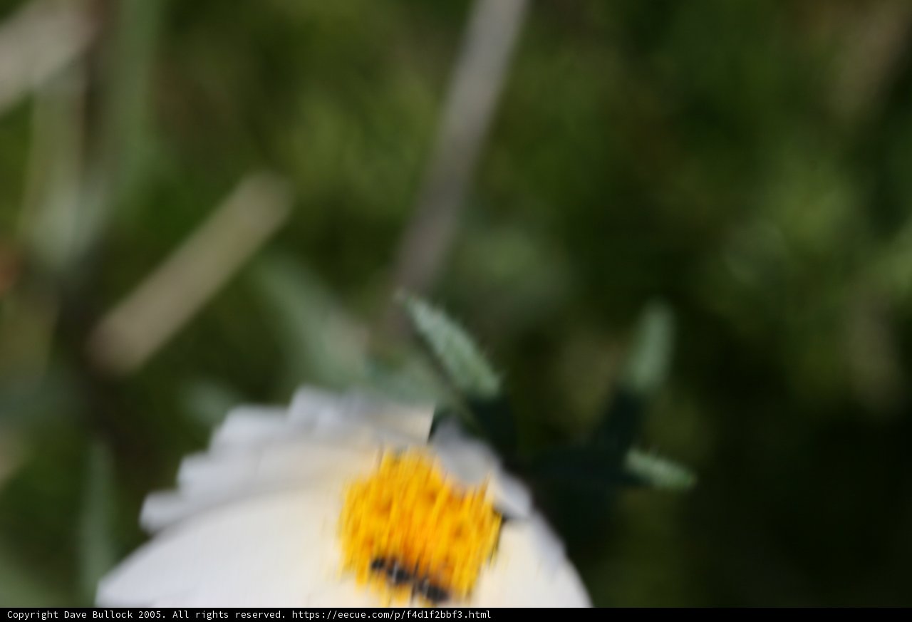 Bee Buzzing Around Daisy Petals