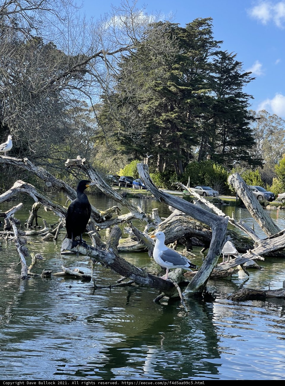 A Serene Scene of Birds on a Tree Branch in Stow Lake