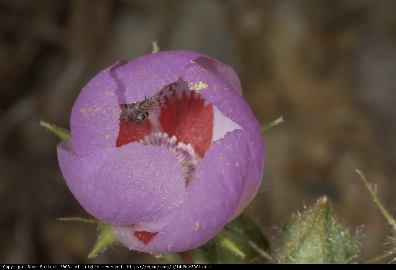 Busy Bee in a Purple Geranium