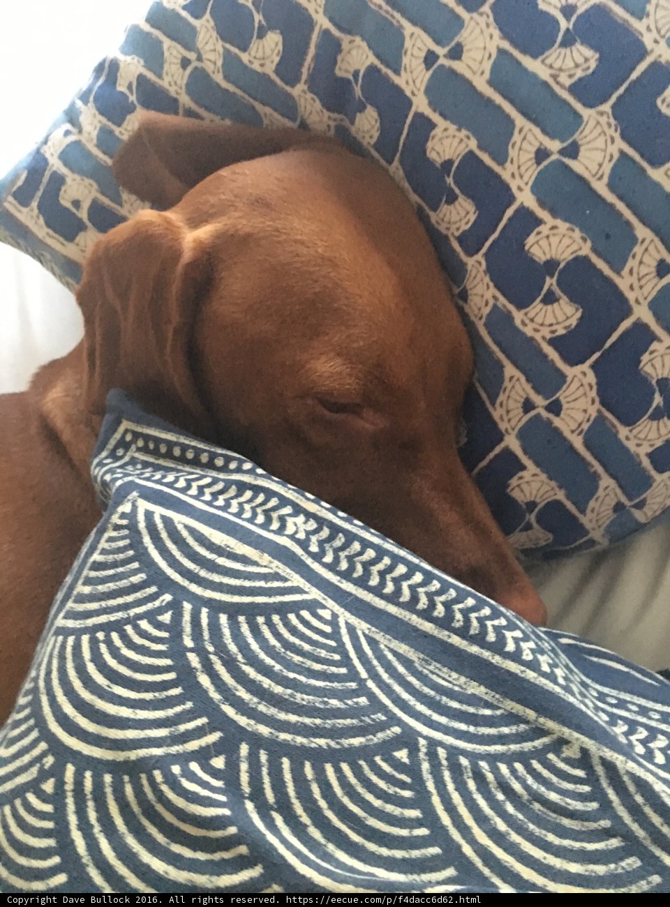 Sleeping on Blue and White Linen