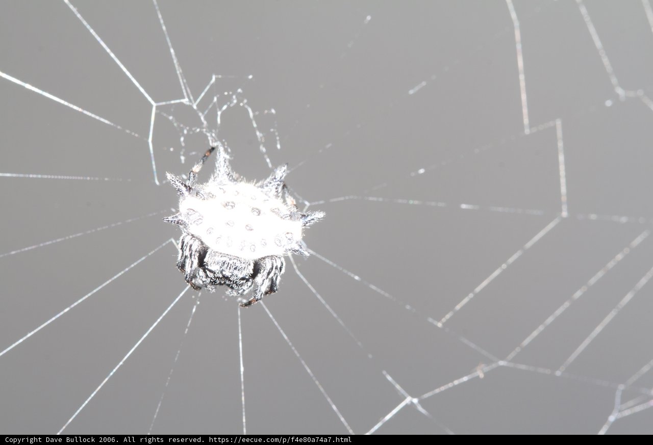 Arachnid Architecture
