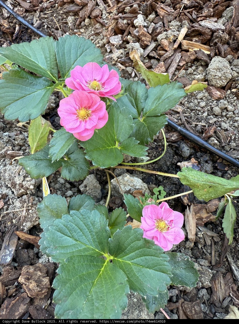 Vibrant Blossoms of August