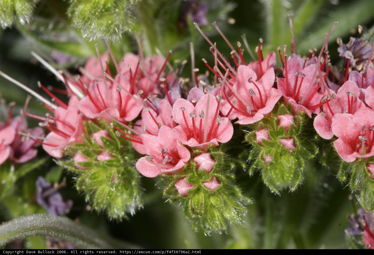Pretty Pink Petals
