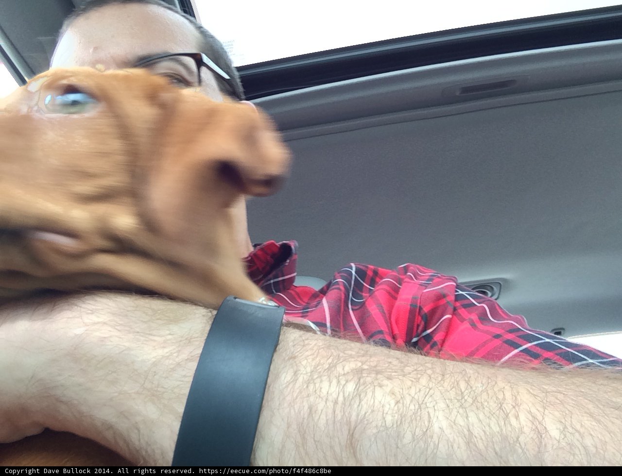 Man and Dog: A Portrait of Love