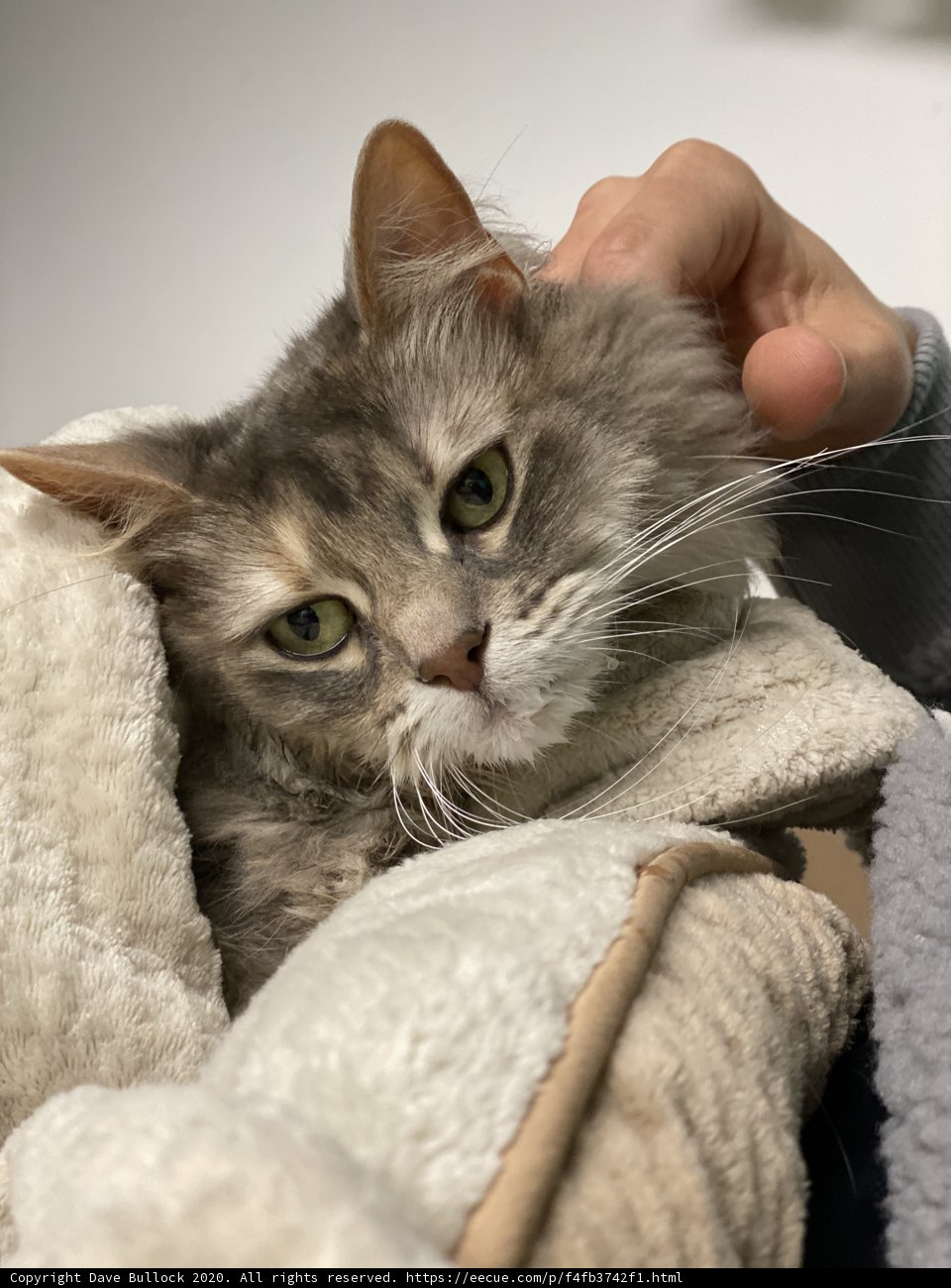 Relaxing Abyssinian Cat on a Cozy Blanket