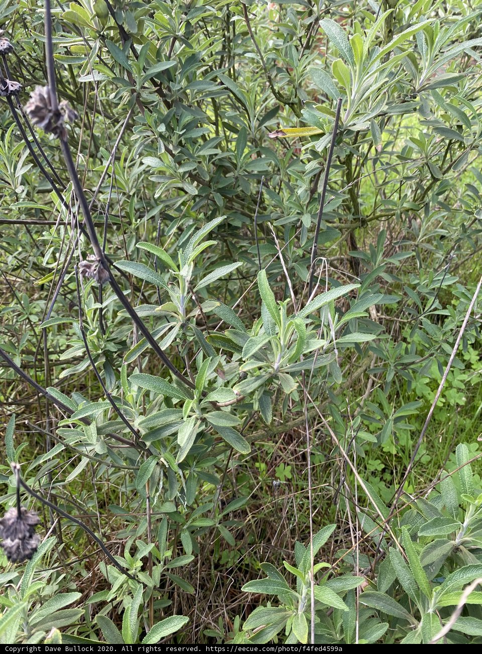 Bountiful Herbal Bush in Golden Gate Park