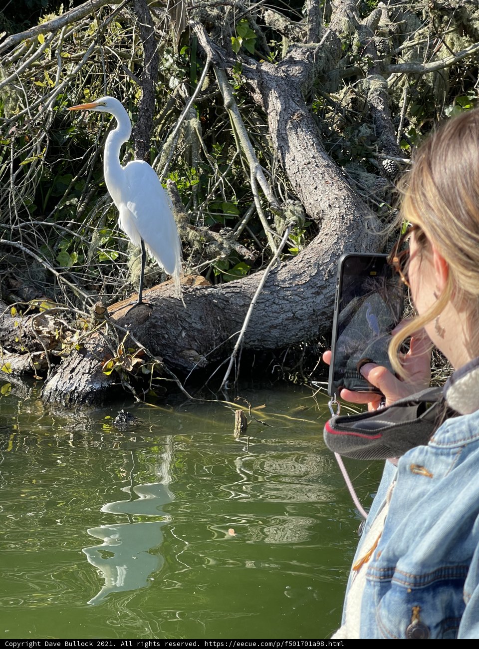 Capturing the Beauty of a White Heron