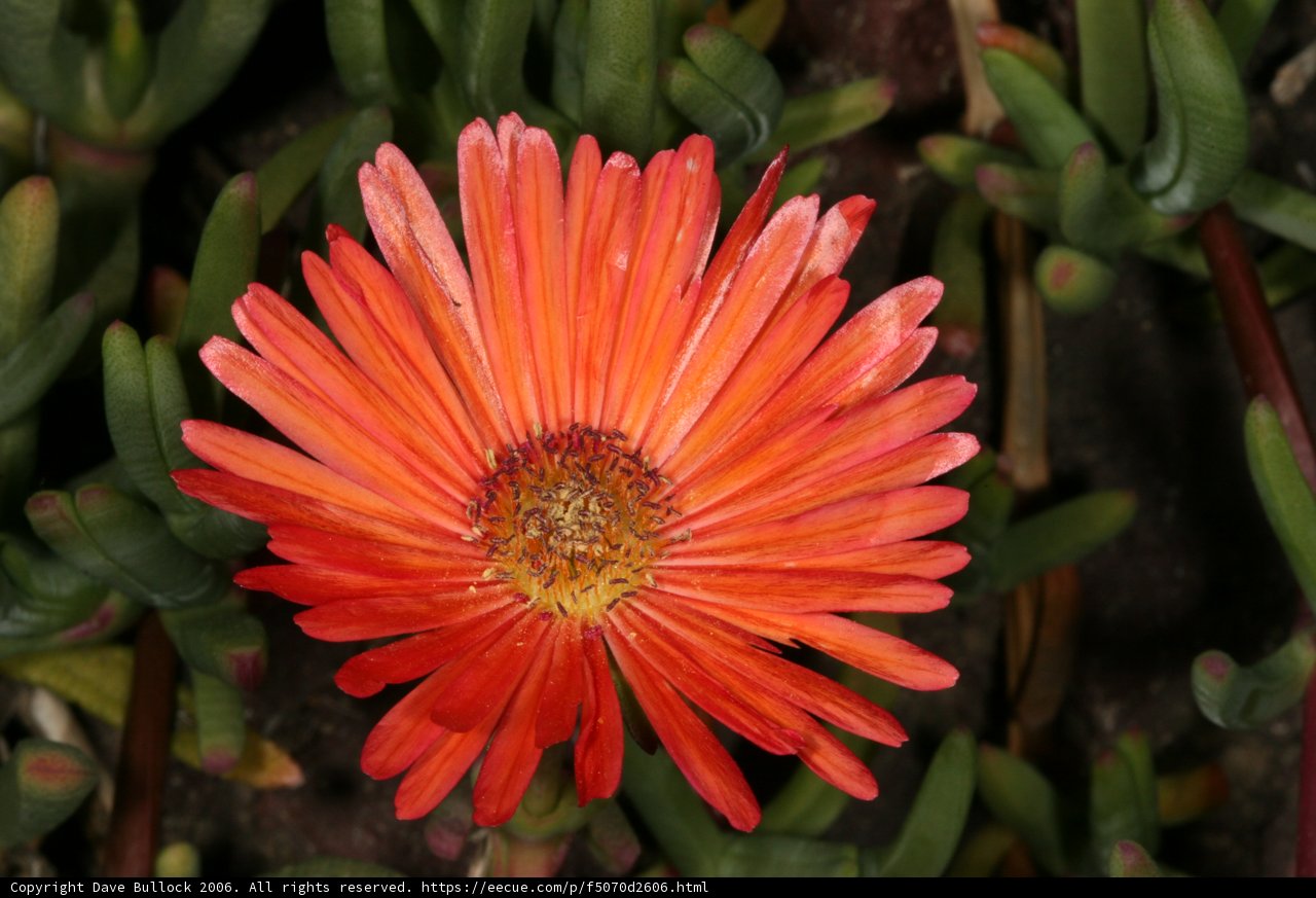 Lone Orange Daisy