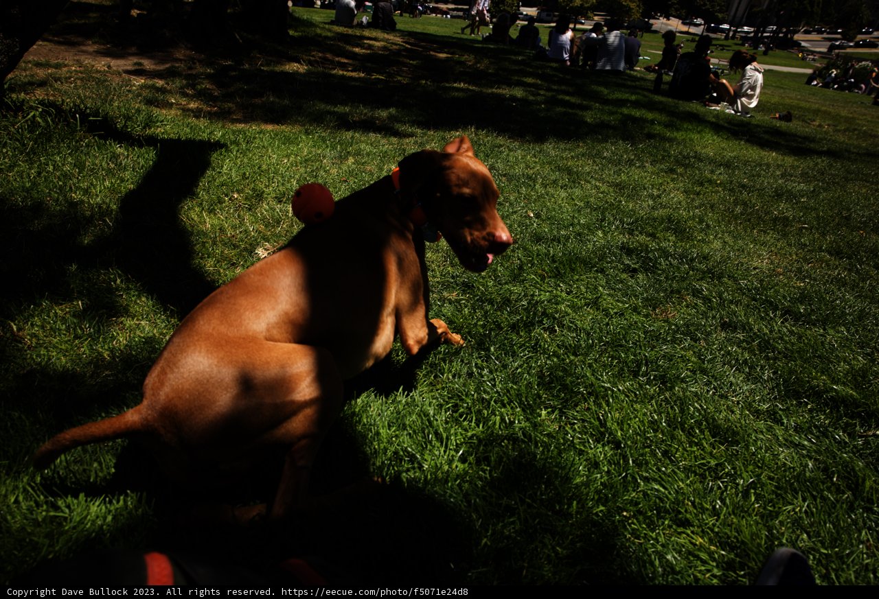 Delores Park Frolic: A Canine Rendezvous