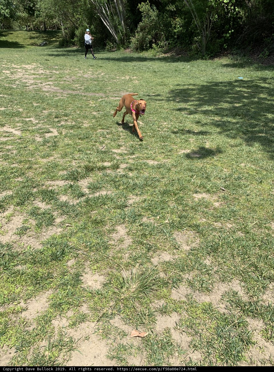 Happy Pup in the Vista Hermosa Park