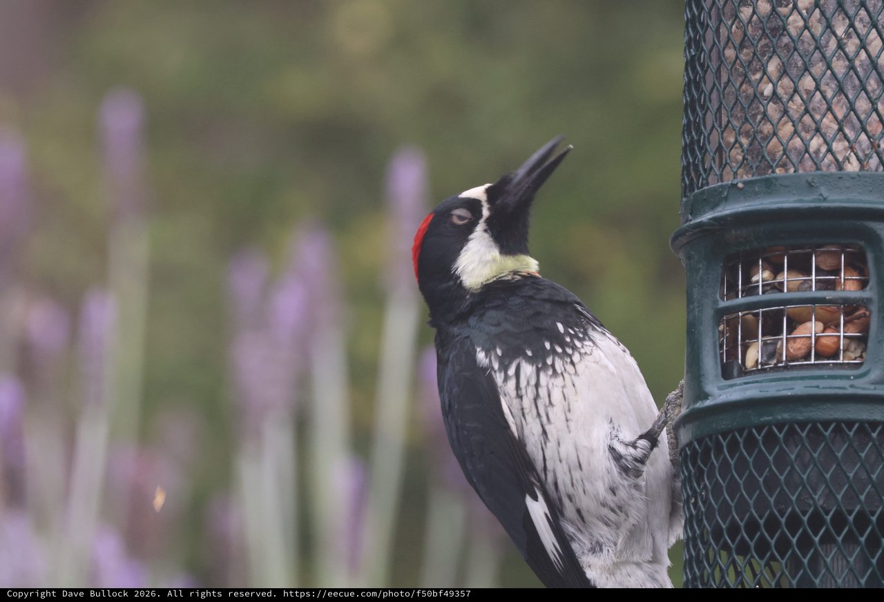 Acorn Woodpecker Feeding at Garden Bird Feeder