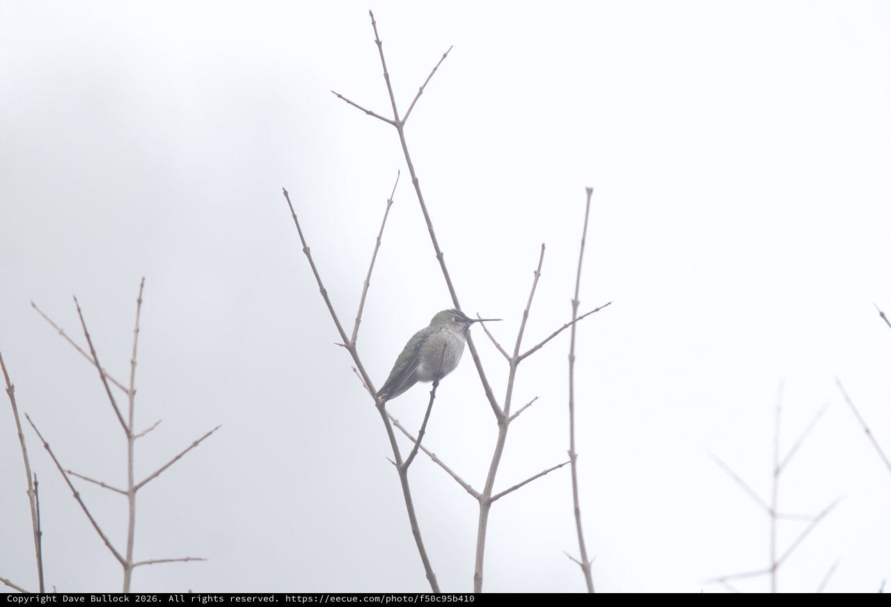 Anna's Hummingbird Perched on Bare Winter Branch