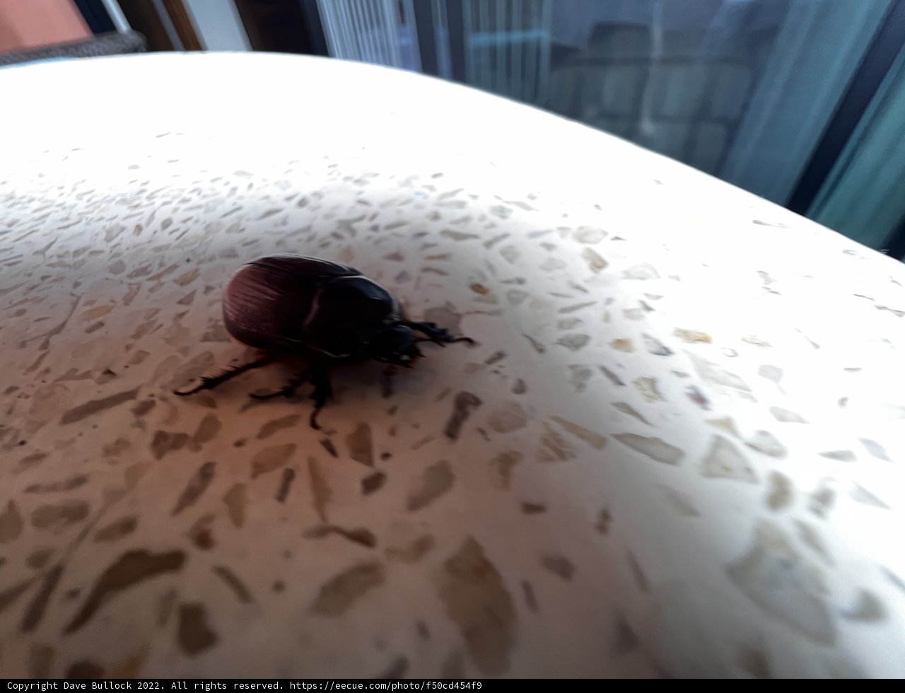 Dung Beetle takes a break