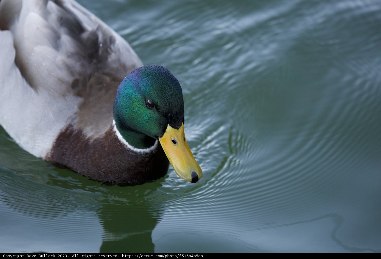 Majestic Mallard of Lake Merced, 2023