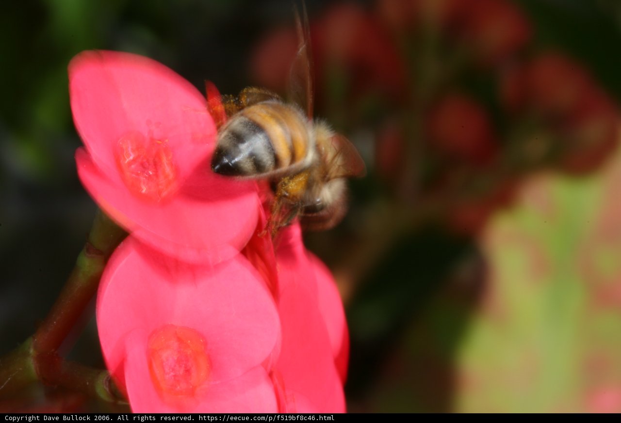 Buzzing Around a Red Geranium