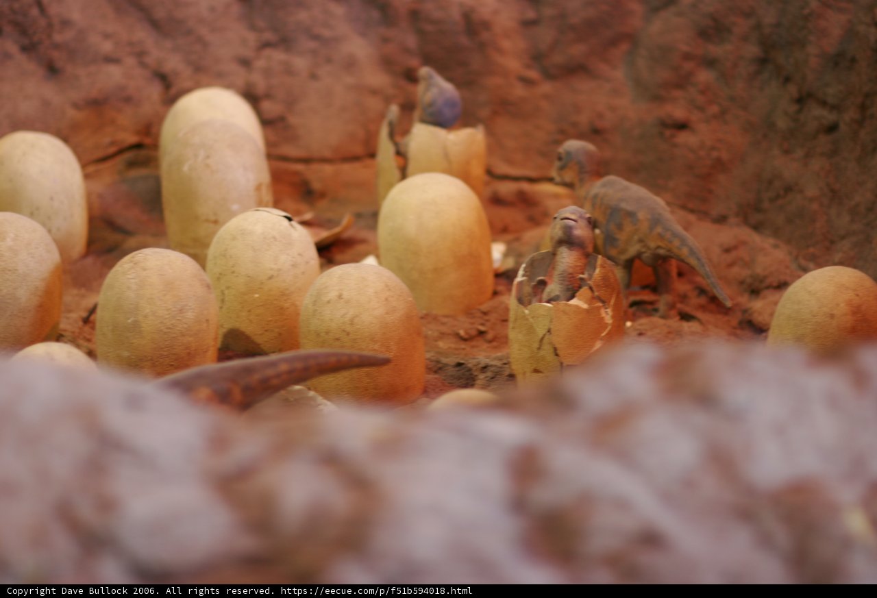Wooden Eggs of Prehistoric Creatures