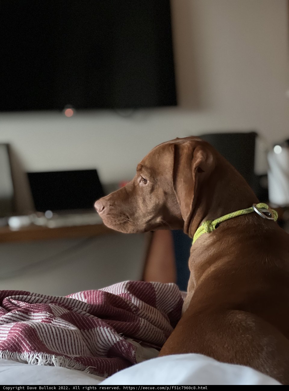 Productive Pup