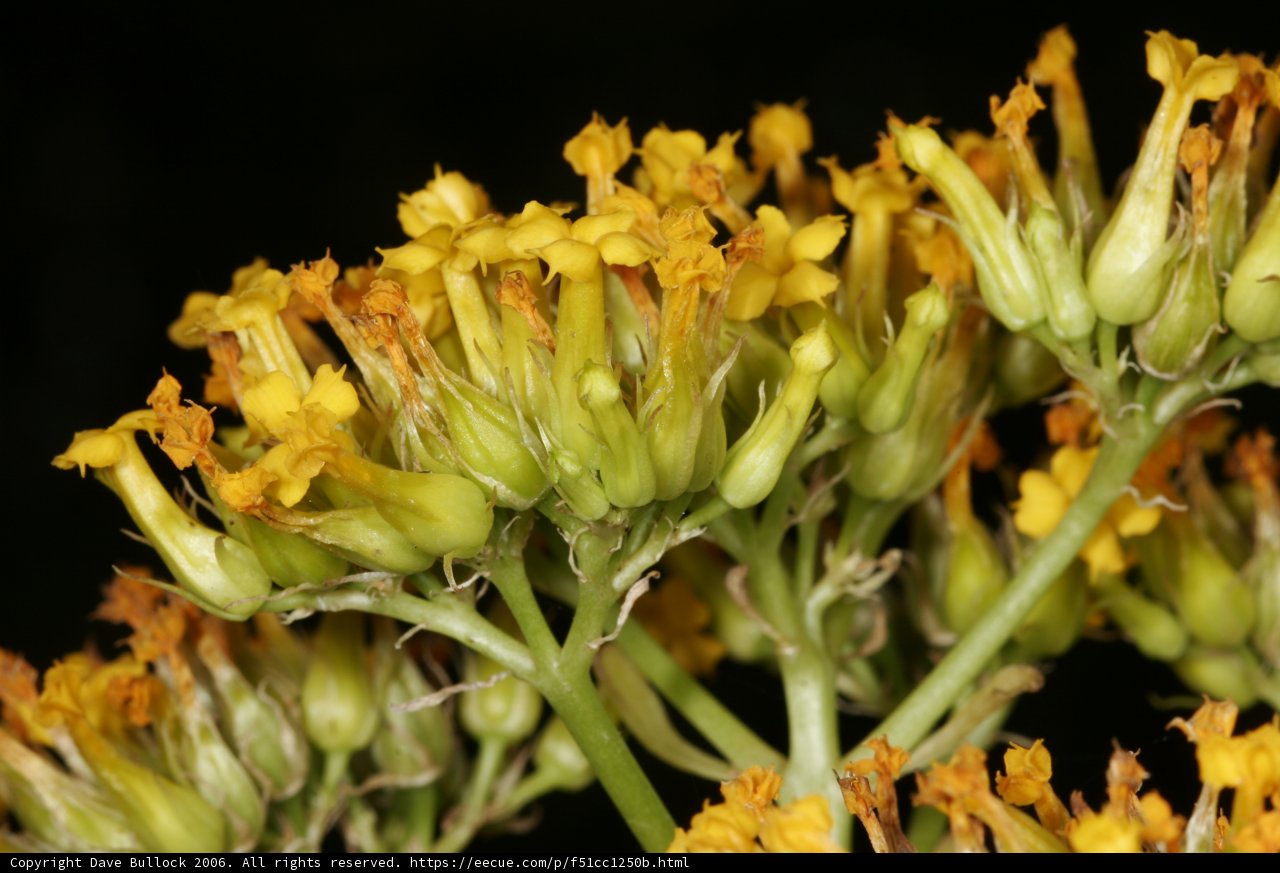Golden Daisy Blooms