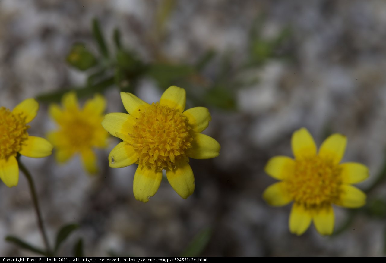 Blooming in the Desert