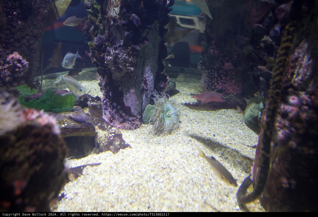 Aquatic Elegance: A Snapshot from Aquarium of the Bay, 2024