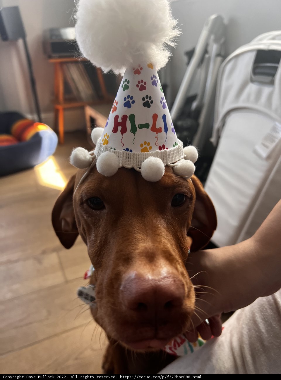 Birthday Pup