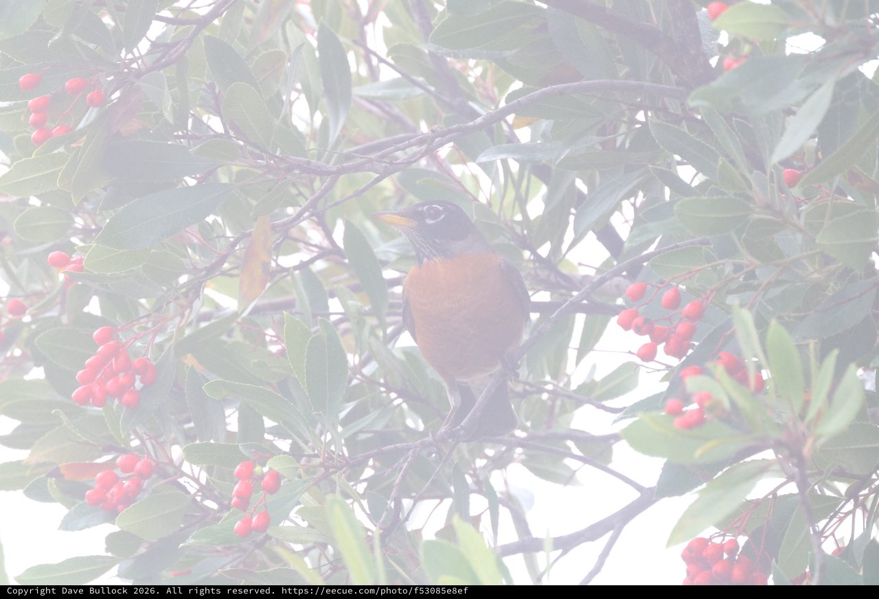 American Robin Foraging Among Red Winter Berries