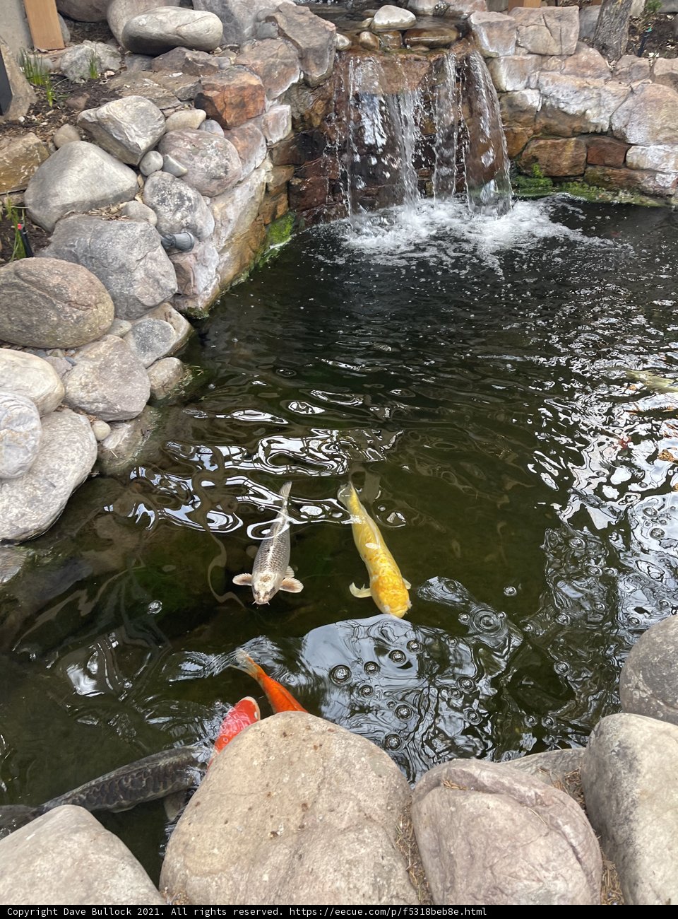 Serene Pond with Waterfall