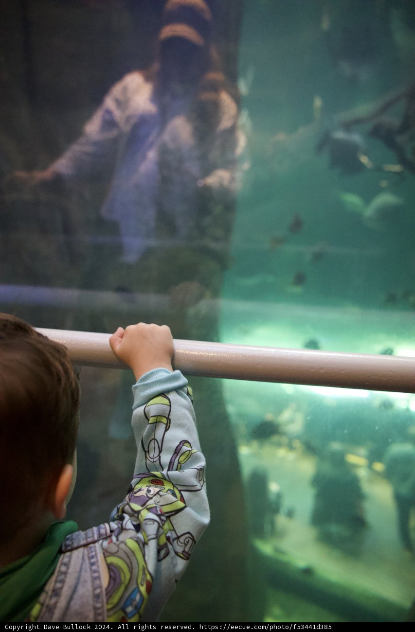 Childlike Curiosity: A Visit to California Academy of Sciences