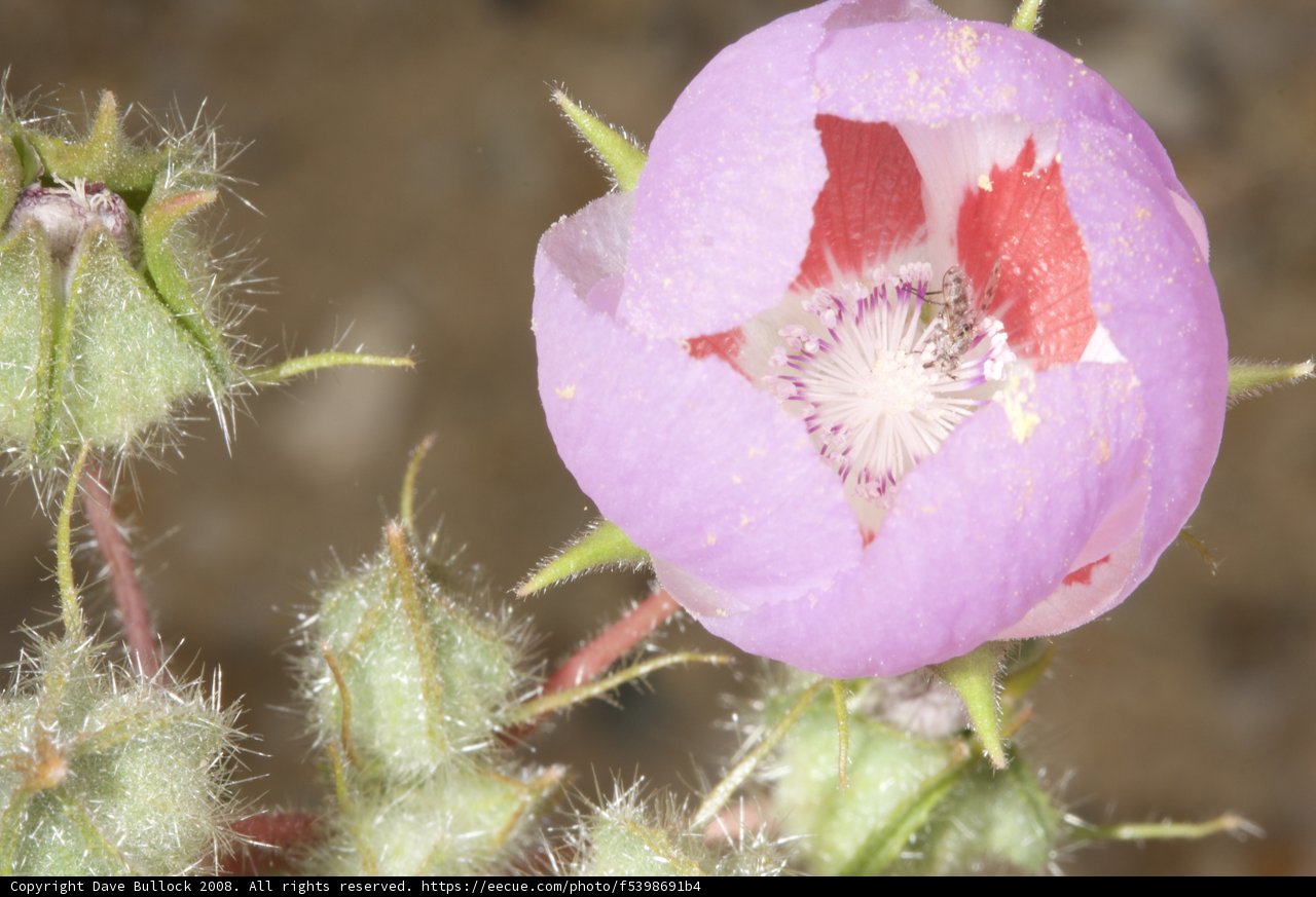 Desert Geranium