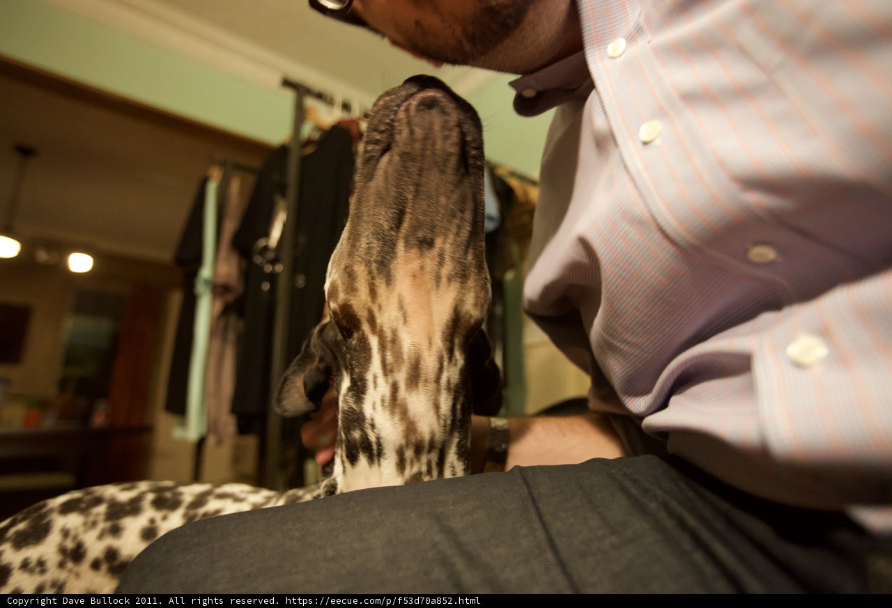 Man's Best Friend