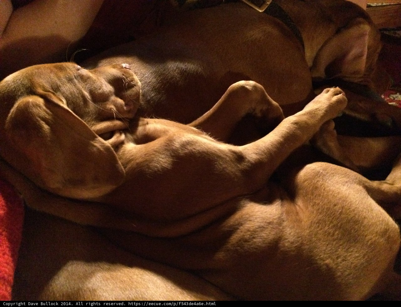 Cuddling Canines