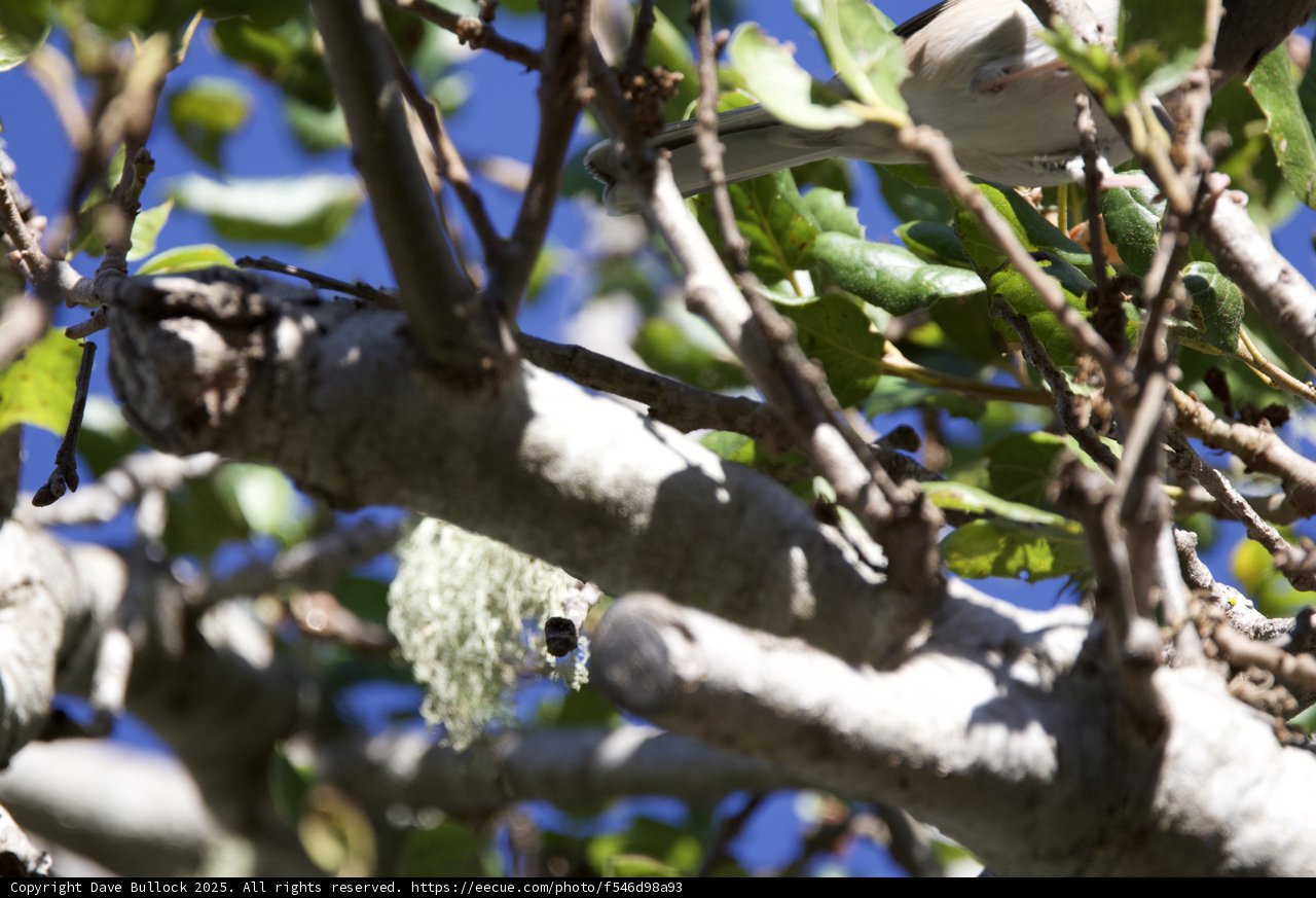Morning Harmony Among the Branches