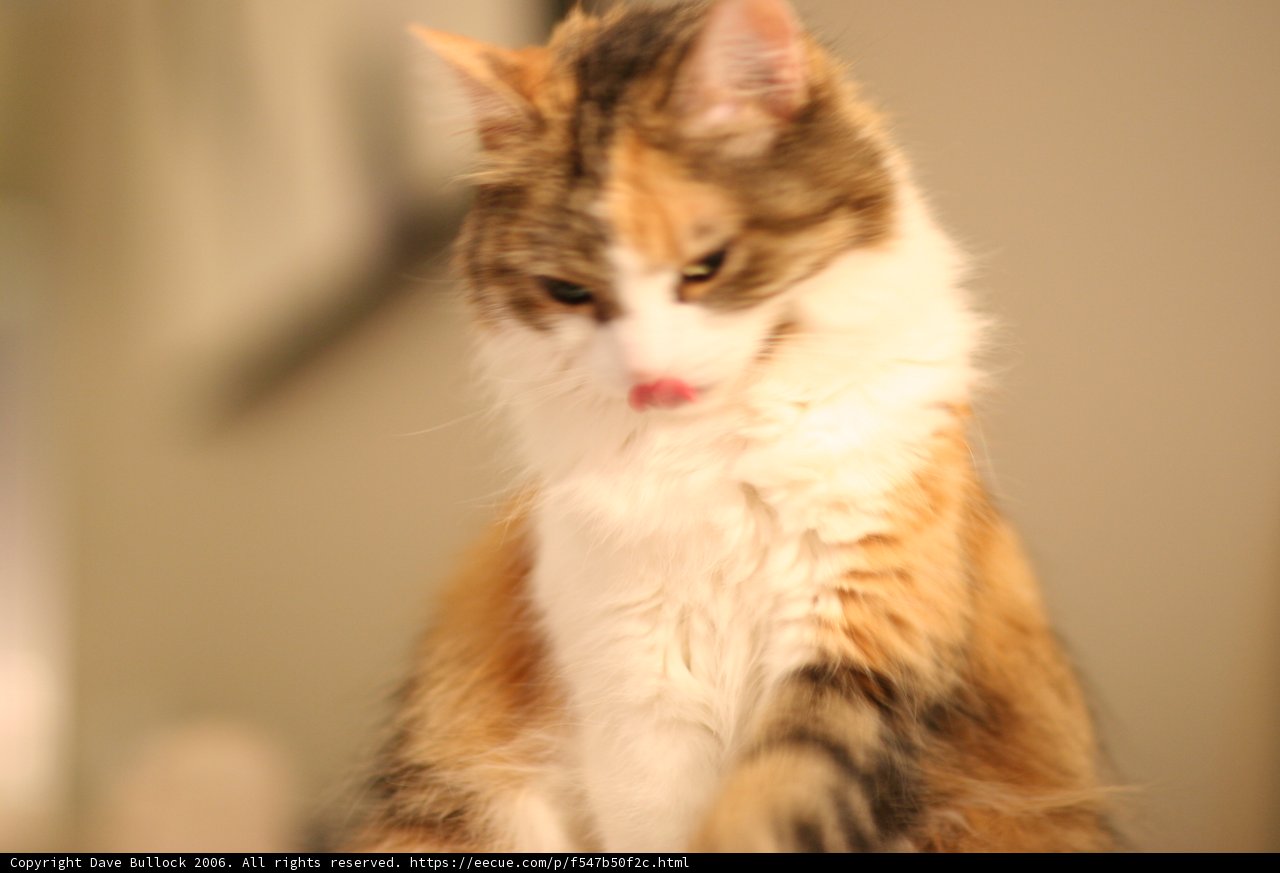 Feline Royalty