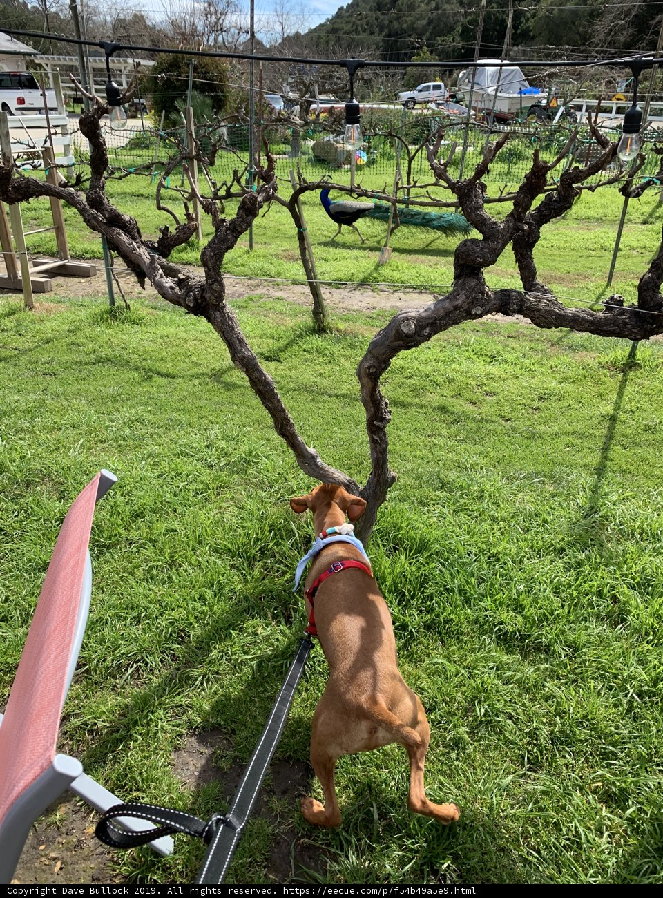Canine Companion in the California Countryside
