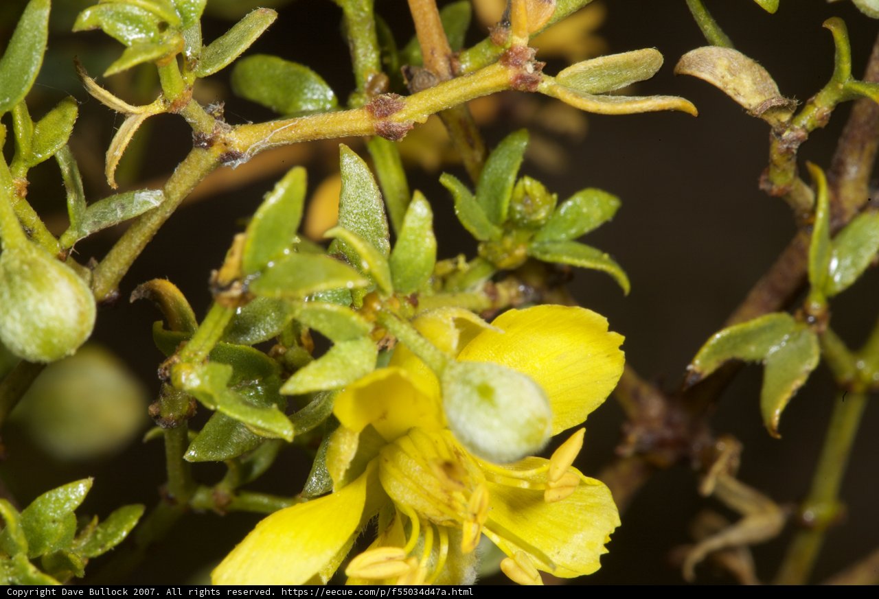 Desert Blooms